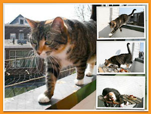 neues grund design grosse foto als hintergrund